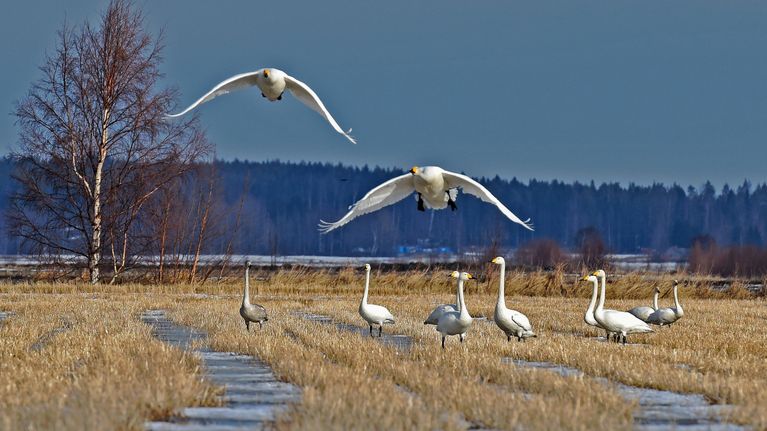 Fågelskådare: Nu är bästa tiden att se svanar och gäss | Österbotten ...