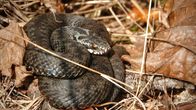 A viper snake laying on the ground, in a bed of leaves and dry hay.