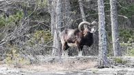 Kuvassa näkyy metsän reunalla seisova mufloni.