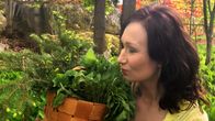 Toimittaja Helena Lappeteläinen haistelee nokkosia kuusenoksia