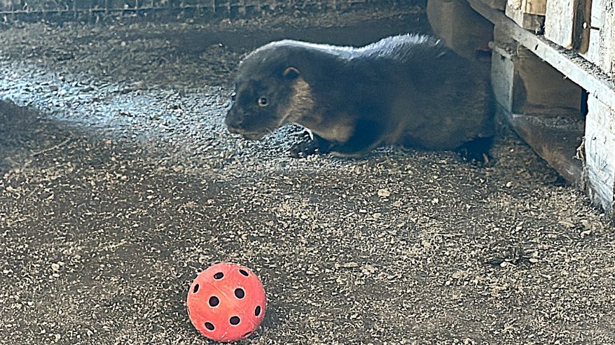 Saukonpoikanen ja pallo eläinhoitolan tarhassa.