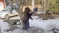 Takajaloillaan seisova karhu käpälöi linnunruoka-automaattia omakotitalon pihassa.