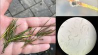 Kuvakombossa männynneulasia, sienirihmastoa ja mikroskooppikuva sienen itiöistä.