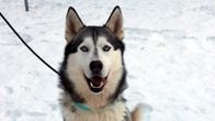 Siperianhusky istuu lumisella pihalla