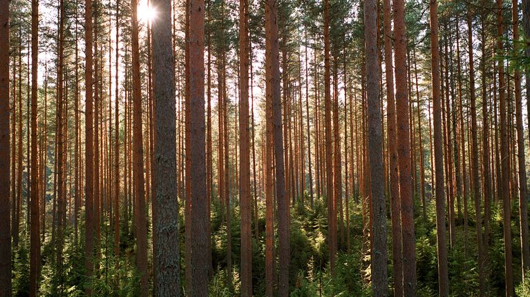 Mäntymetsää