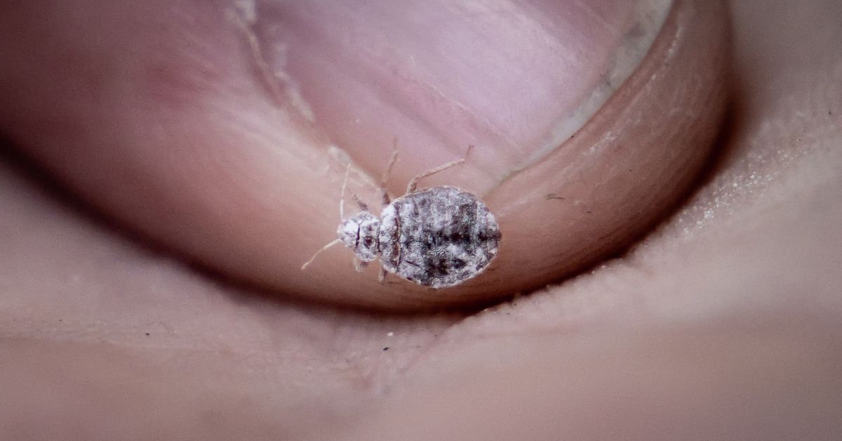 Pest professionals note growing bed bug problem in Finland