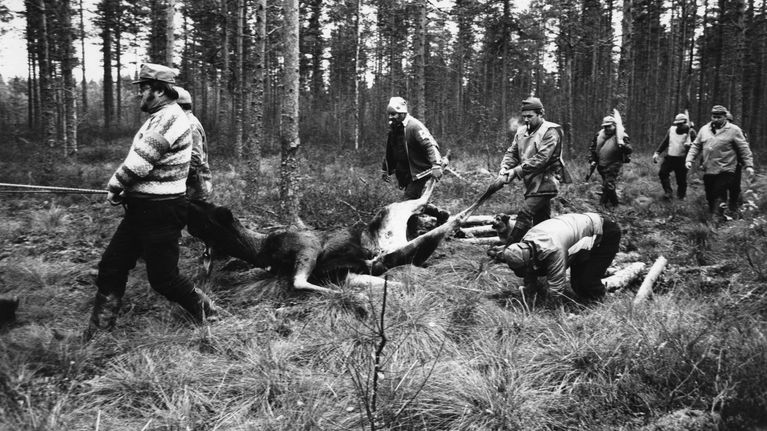 Metsästäjät vetävät saalishirveä pois maastosta. 