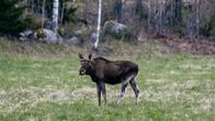 Hirvi seisoo keväisessä metsämaisemassa niityllä. Taustalla näkyy lehtipuita, kuten koivuja, ja kivinen maasto.