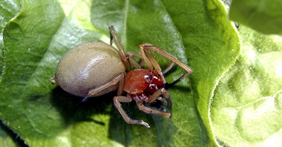 Poisonous Spider species spreading in Finland, nature Magazine reports