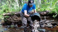 Henkilö kaataa ämpäristä kiviä puroon metsäisessä ympäristössä. Henkilöllä on sininen paita ja hansikkaat.