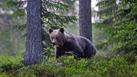 Karhu eli ruskeakarhu kuvattuna metsässä Suomussalmella 21. kesäkuuta 2025.