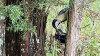 Talitiainen ruokkii haarapääskyn poikasta katajan oksassa.