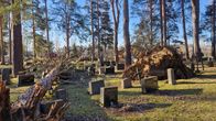 Kaksi isoa mäntyä on kaatunut Tohmajärven hautausmaalla.