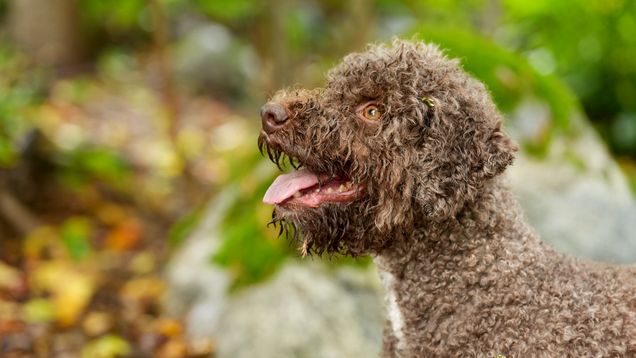 En brun, lockig hund sitter utomhus med öppen mun, omgiven av grönska och stenar i bakgrunden.