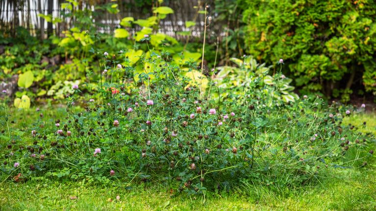 Den här gräsplätten på Merita Bengts gård får aldrig klippas. Rödklövern har hon sått för att ge mat åt pollinerarna. Bild: Chanette Härus / Yle