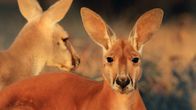 Jättikengurut elävät maailman kovimmassa ympäristössä Australian polttavan kuumissa sisäosissa. 