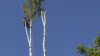 Arboristi Tuomas Murdoch on karsimansa koivun latvassa. Hän pysyy puussa turvakenkien ja turvaköysien varassa. Päässään hänellä on turvakypärä ja kuulosuojaimet. Kaksilatvaisen koivun toisessa haarassa ei ole enää lainkaan oksia.