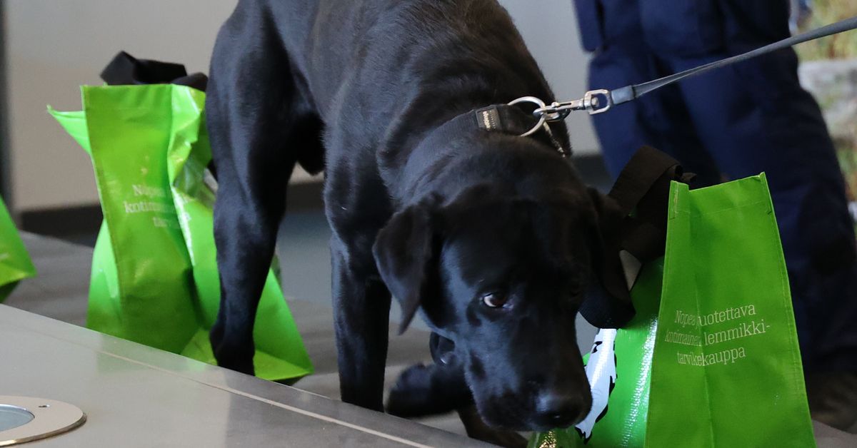 Training Police Dogs to Detect New Synthetic Drugs