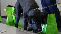 Labradorinnoutaja Repe haistelee huumeita sisältäviä kasseja.