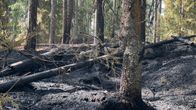 Palanutta metsää Kuopion Neulamäessä.