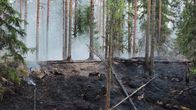 Palanutta metsää Kuopion Neulamäessä.