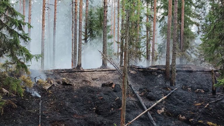 Palanutta metsää Kuopion Neulamäessä.