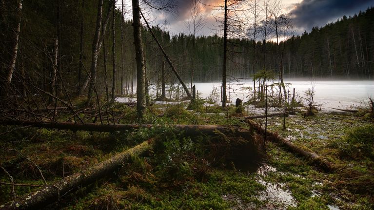 Korpimetsä