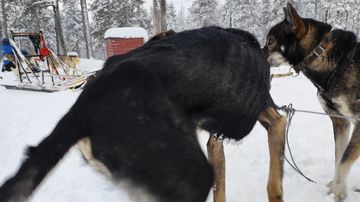 Todella aliravittu rekikoira tarhalla ketjuun kytkettynä.