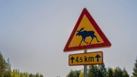 Hirvivaarasta varoittava liikennemerkki. Kyltin alla on tieto siitä, että hirviä on 4,5 kilometrin matkalla. 