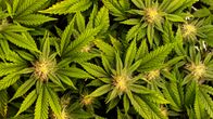 Kannabiskasveja.