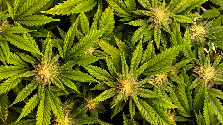 Kannabiskasveja.
