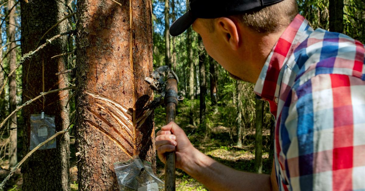 How to sap a pine tree | Bushcraft USA Forums