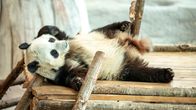 Lumi, Ähtärin panda lepää