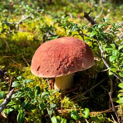 Lähikuvassa tatti metsässä.