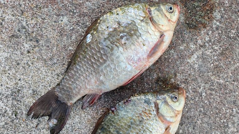 Två fiskar ligger på ett grått underlag utomhus; en silverruda som har större och lite ljusare fjäll än rudan.