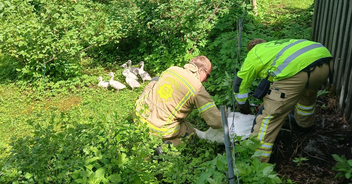 Joutsenperhe pelastui pinteestä Haminassa – ”Se olikin aikam