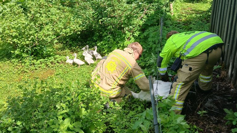 Pelastajat auttavat joutsenta irti verkkoaidasta.