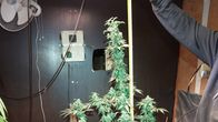 Kannabiskasvi kasvattamossa.