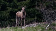 En älg står vid en skogskant och tittar mot kameran. 