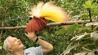 avara luonto: attenborough´n lempilinnut, yle tv1