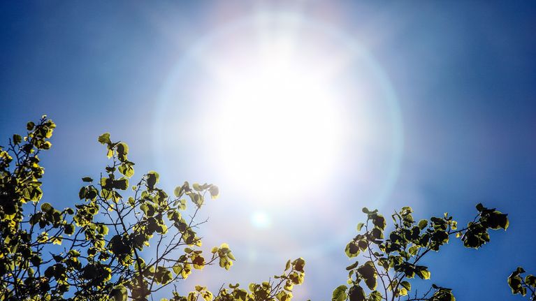 Aurinko ja koivunoksia