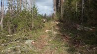 Metsässä tehdään hakkuita keväisessä säässä.