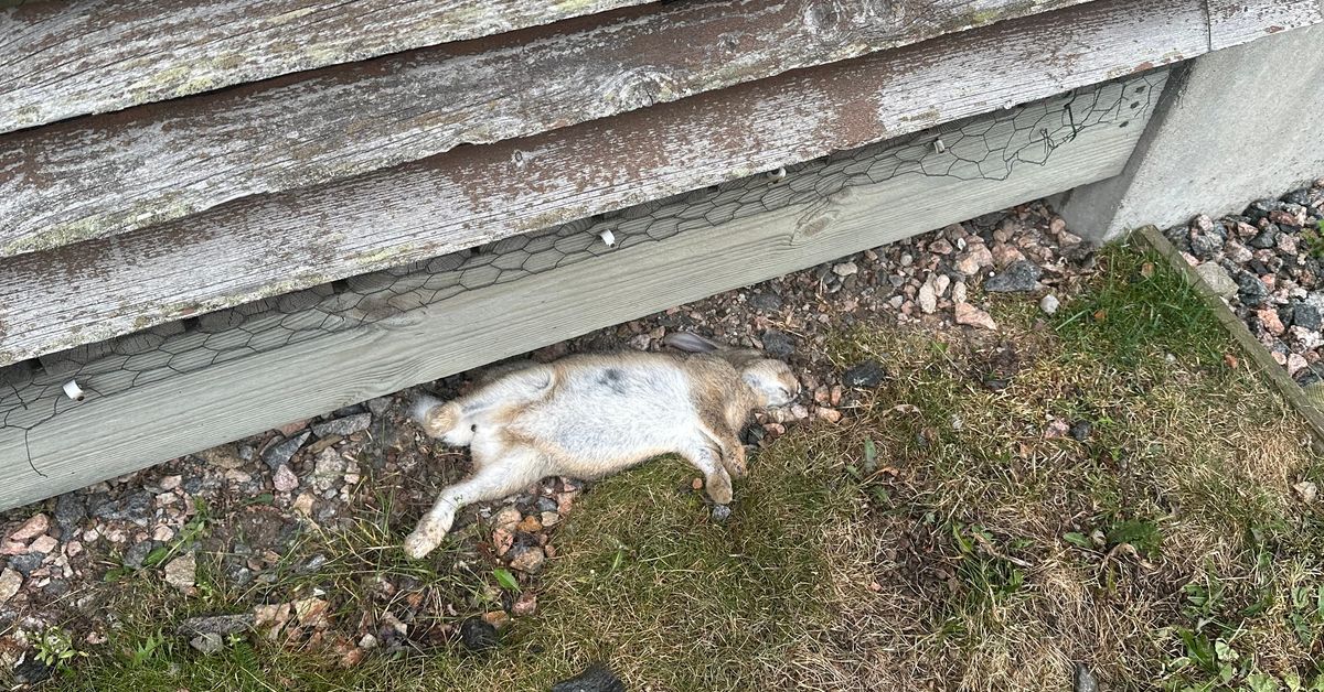 Helsingin Herttoniemestä on löytynyt useita kuolleita kaneja – syynä virus, joka voi tarttua lemmikkeihin