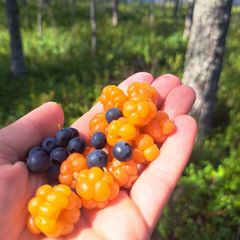 Kädellä on mustikoita ja hilloja. Taustalla näkyy suopursuvarvikkoa, mäntyjä ja pieni vesialue. Aurinko paistaa.
