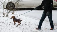 En person promenerar med en hund i Helsingfors i november 2016.