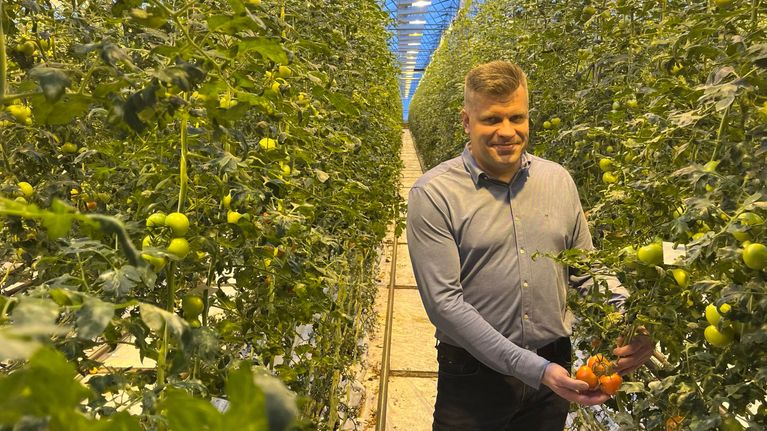Ikaalisten Luomun toimitusjohtaja Ari Kulmanen seisoo tomaattiviljelmän keskellä kasvihuoneessa.