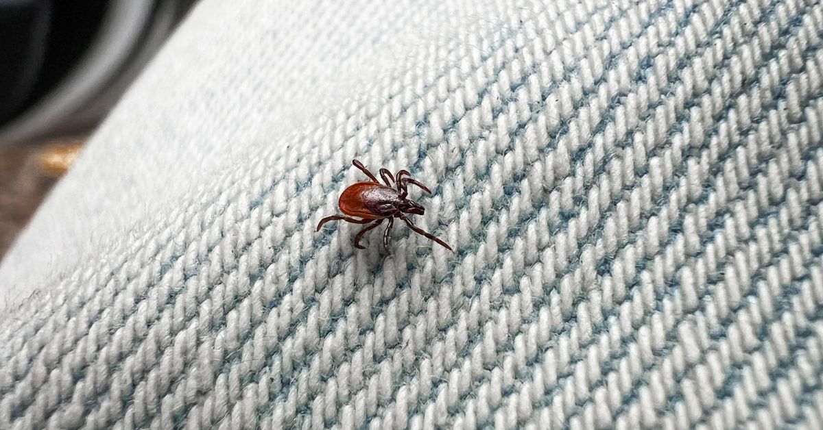 Hur kan man undvika fästingar? Biologen listar vilka tips som kan ...