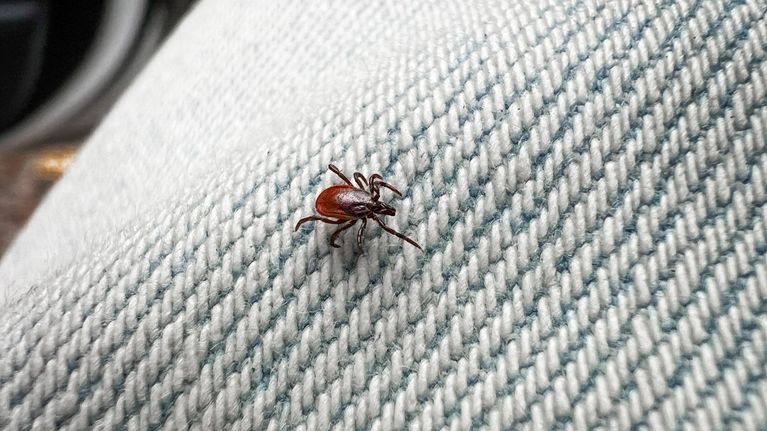 Punkki eli puutiainen kiipeää kangasta pitkin.