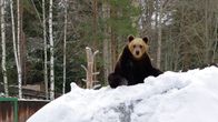 Karhu Ähtärin eläinpuistossa.
