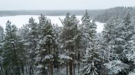 Talvista metsää joulukuussa Suomussalmella.